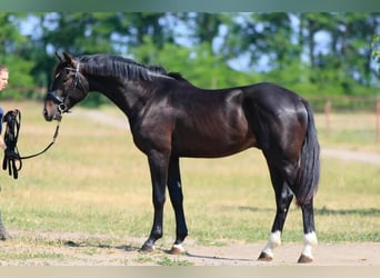 Oldenburg, Stallion, 2 years