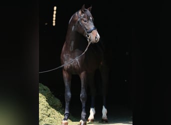 Oldenburg, Stallion, 2 years