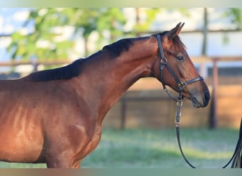 Oldenburg, Stallion, 2 years