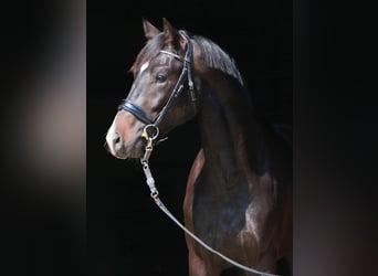 Oldenburg, Stallion, 2 years