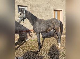 Oldenburg, Stallion, 2 years, Gray