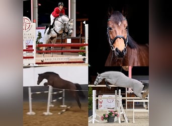 Oldenburg, Stallion, 2 years, Gray