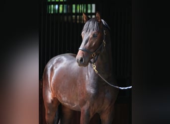 Oldenburg, Stallion, 2 years