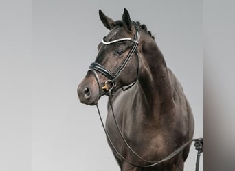 Oldenburg, Stallion, 2 years, Smoky-Black