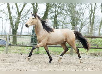 Oldenburg, Stallion, 3 years, 15.2 hh, Buckskin
