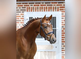 Oldenburg, Stallion, 3 years, 15.2 hh, Chestnut-Red