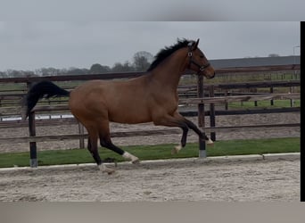 Oldenburg, Stallion, 3 years, 15,3 hh, Brown