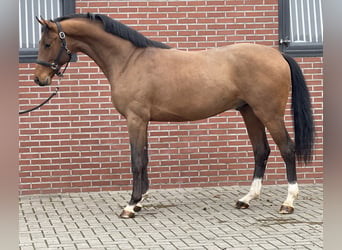 Oldenburg, Stallion, 3 years, 15,3 hh, Brown