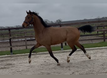 Oldenburg, Stallion, 3 years, 15,3 hh, Brown