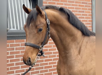 Oldenburg, Stallion, 3 years, 15,3 hh, Brown