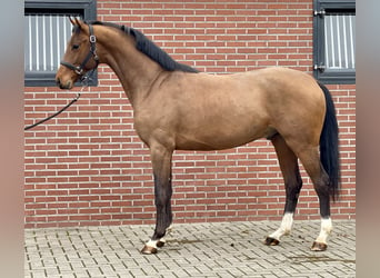 Oldenburg, Stallion, 3 years, 15,3 hh, Brown