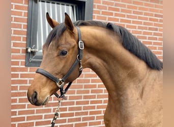 Oldenburg, Stallion, 3 years, 15,3 hh, Brown