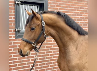 Oldenburg, Stallion, 3 years, 15,3 hh, Brown