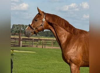 Oldenburg, Stallion, 3 years, 15.3 hh, Chestnut-Red