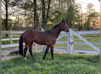 Oldenburg, Stallion, 3 years, 15,2 hh, Brown