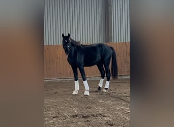 Oldenburg, Stallion, 3 years, 15,3 hh, Black