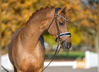 Oldenburg, Stallion, 3 years, 15,3 hh, Chestnut