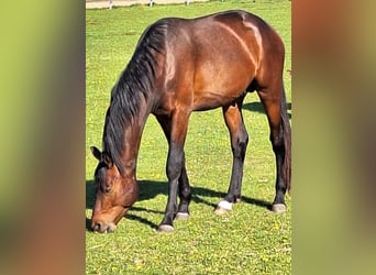 Oldenburg, Stallion, 3 years, 16.1 hh, Bay-Dark