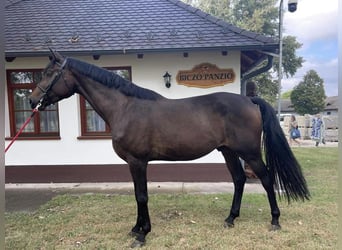 Oldenburg, Stallion, 3 years, 16.1 hh, Bay-Dark