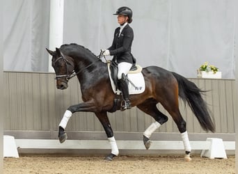 Oldenburg, Stallion, 3 years, 16.1 hh, Bay-Dark