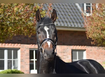 Oldenburg, Stallion, 3 years, 16.1 hh, Bay-Dark
