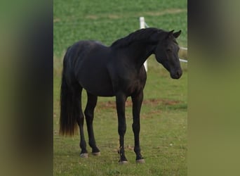 Oldenburg, Stallion, 3 years, 16.1 hh, Black