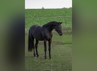 Oldenburg, Stallion, 3 years, 16.1 hh, Black