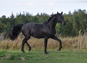 Oldenburg, Stallion, 3 years, 16.1 hh, Black