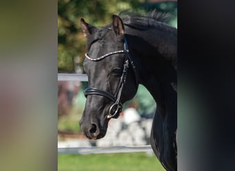 Oldenburg, Stallion, 3 years, 16.1 hh, Black