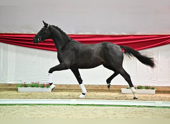 Oldenburg, Stallion, 3 years, 16.1 hh, Black