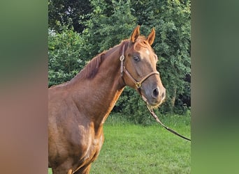 Oldenburg, Stallion, 3 years, 16,1 hh, Chestnut