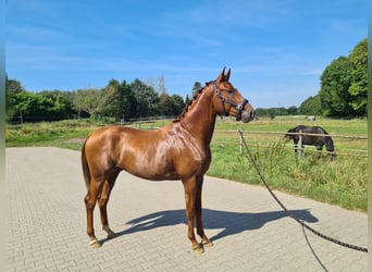 Oldenburg, Stallion, 3 years, 16.1 hh, Chestnut-Red Oldenburg, Stallion, 3 years, 16.1 hh, Chestnut-Red