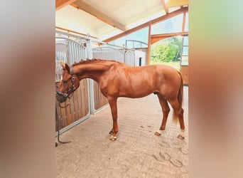 Oldenburg, Stallion, 3 years, 16.1 hh, Chestnut-Red Oldenburg, Stallion, 3 years, 16.1 hh, Chestnut-Red