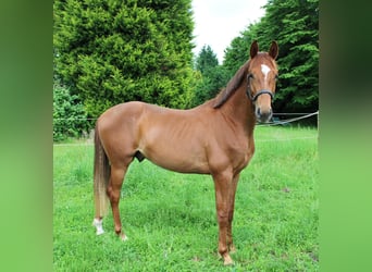Oldenburg, Stallion, 3 years, 16.1 hh, Chestnut-Red Oldenburg, Stallion, 3 years, 16.1 hh, Chestnut-Red