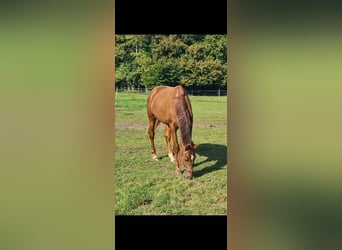Oldenburg, Stallion, 3 years, 16.1 hh, Chestnut-Red Oldenburg, Stallion, 3 years, 16.1 hh, Chestnut-Red