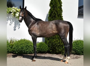 Oldenburg, Stallion, 3 years, 16,1 hh, Gray