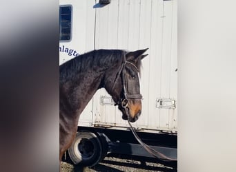 Oldenburg, Stallion, 3 years, 16,2 hh, Bay-Dark