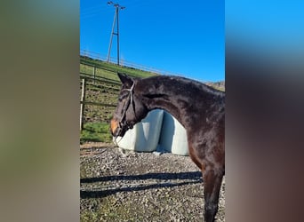 Oldenburg, Stallion, 3 years, 16,2 hh, Bay-Dark