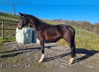 Oldenburg, Stallion, 3 years, 16,2 hh, Bay-Dark