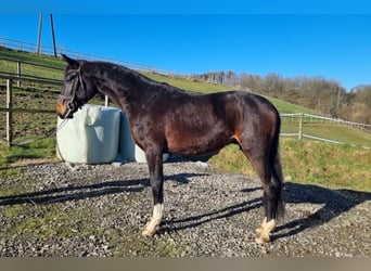 Oldenburg, Stallion, 3 years, 16,2 hh, Bay-Dark