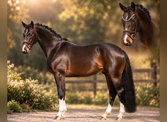 Oldenburg, Stallion, 3 years, 16.2 hh, Bay-Dark