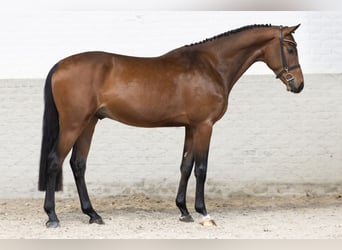 Oldenburg, Stallion, 3 years, 16.2 hh, Bay