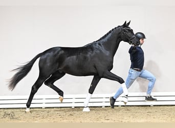 Oldenburg, Stallion, 3 years, 16.2 hh, Black