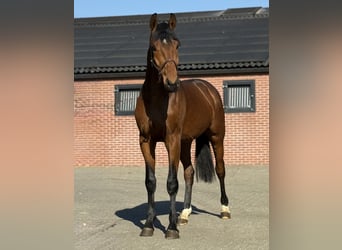 Oldenburg, Stallion, 3 years, 16.2 hh, Brown
