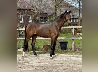 Oldenburg, Stallion, 3 years, 16.2 hh, Brown