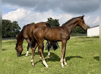 Oldenburg, Stallion, 3 years, 16.2 hh, Brown
