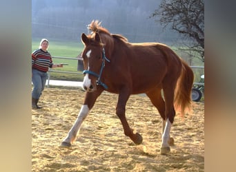 Oldenburg, Stallion, 3 years, 16.2 hh, Chestnut