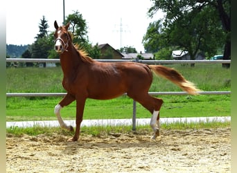 Oldenburg, Stallion, 3 years, 16.2 hh, Chestnut