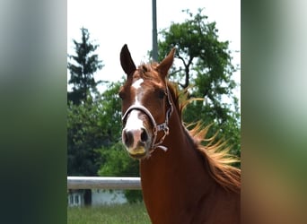 Oldenburg, Stallion, 3 years, 16.2 hh, Chestnut