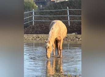 Oldenburg, Stallion, 3 years, 16.2 hh, Palomino